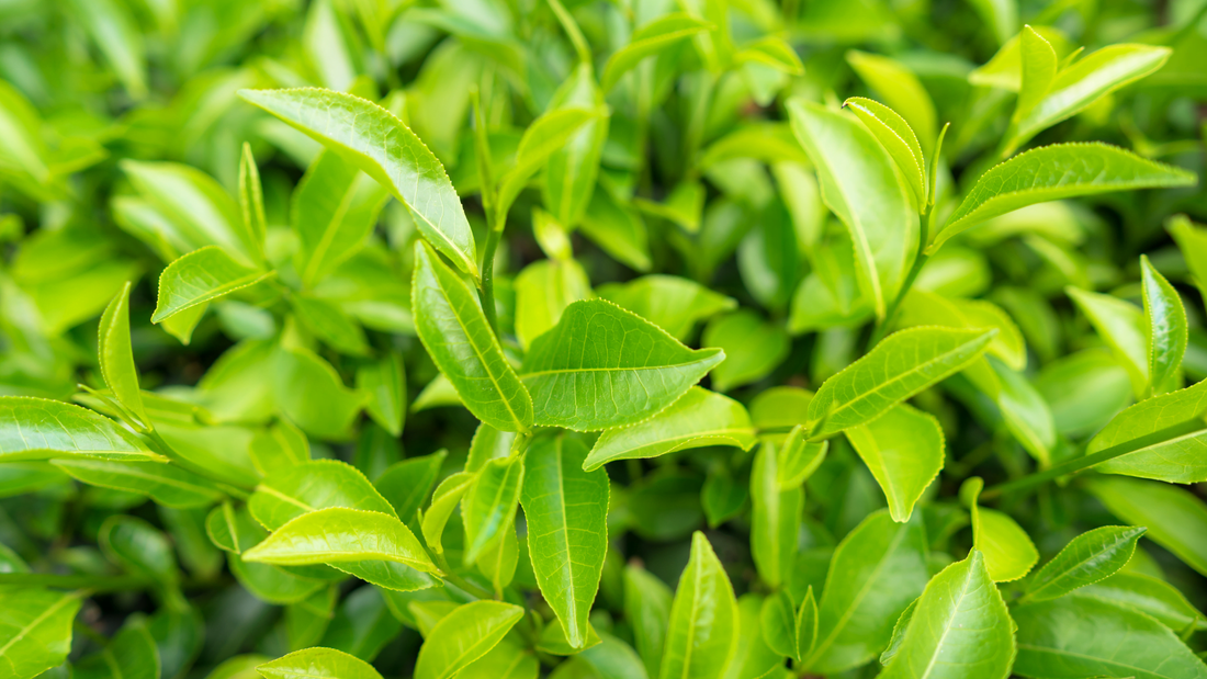 Unlocking Calm and Focus: The Power of L-Theanine