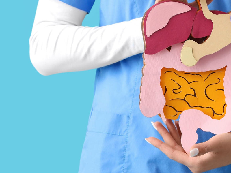 Lactobacillus brevis