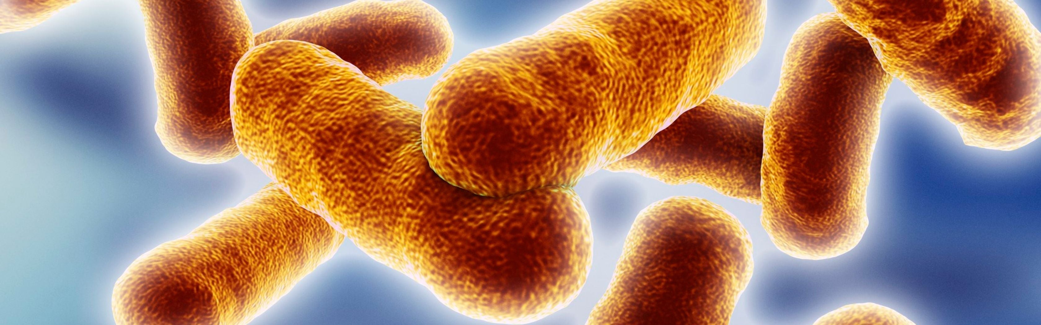 Lactobacillus casei