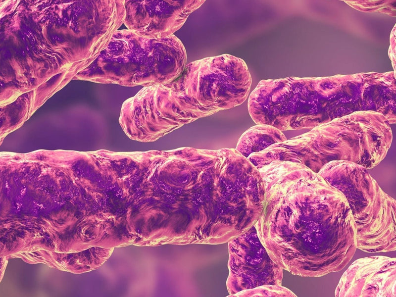 Lactobacillus paracasei