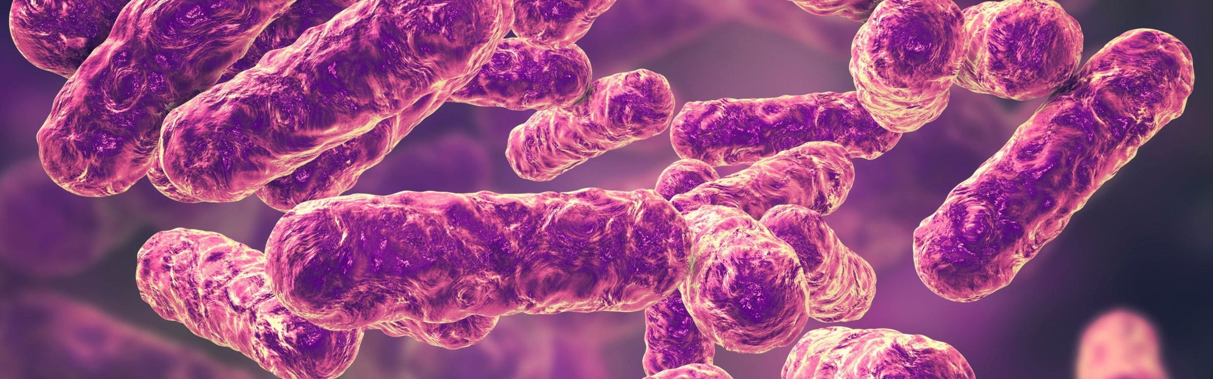 Lactobacillus paracasei