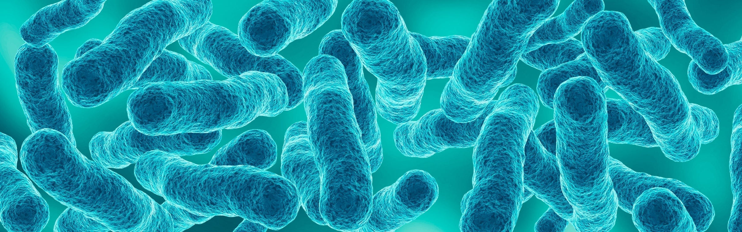 Lactobacillus salivarius