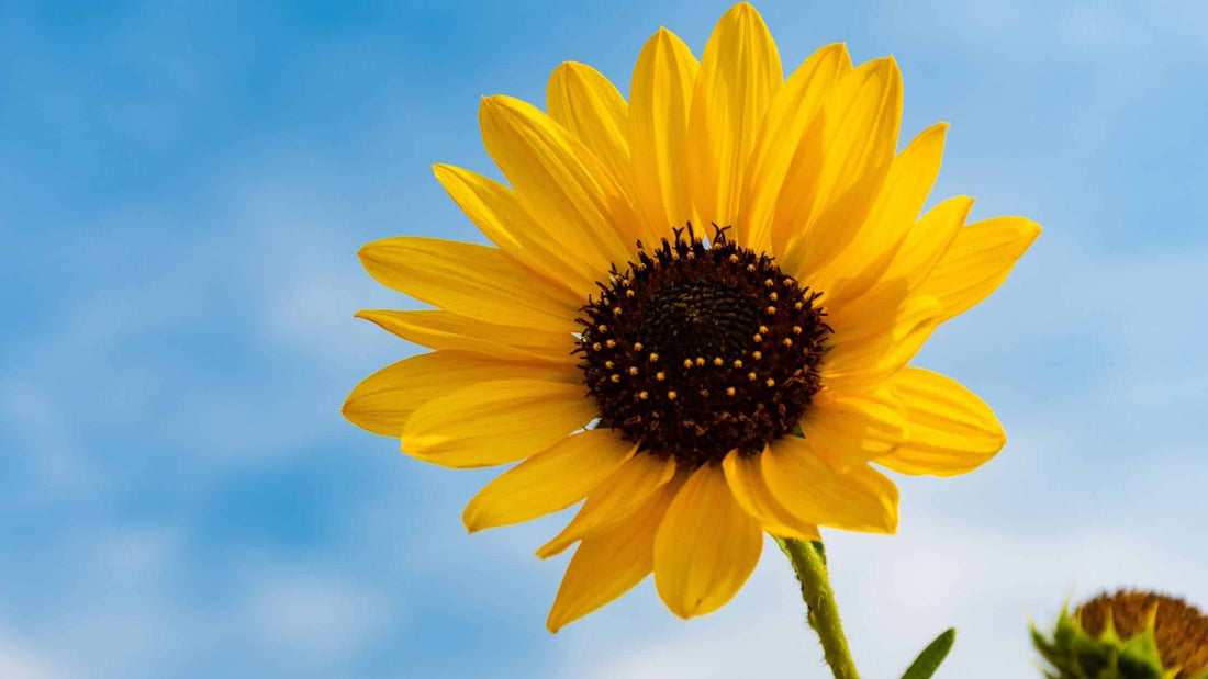 Lecithin: What is it and why do we need it?