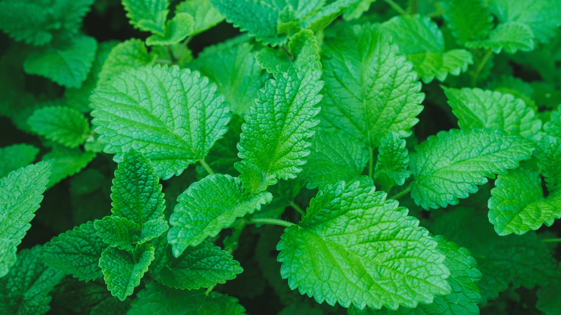 Benefits of Lemon Balm