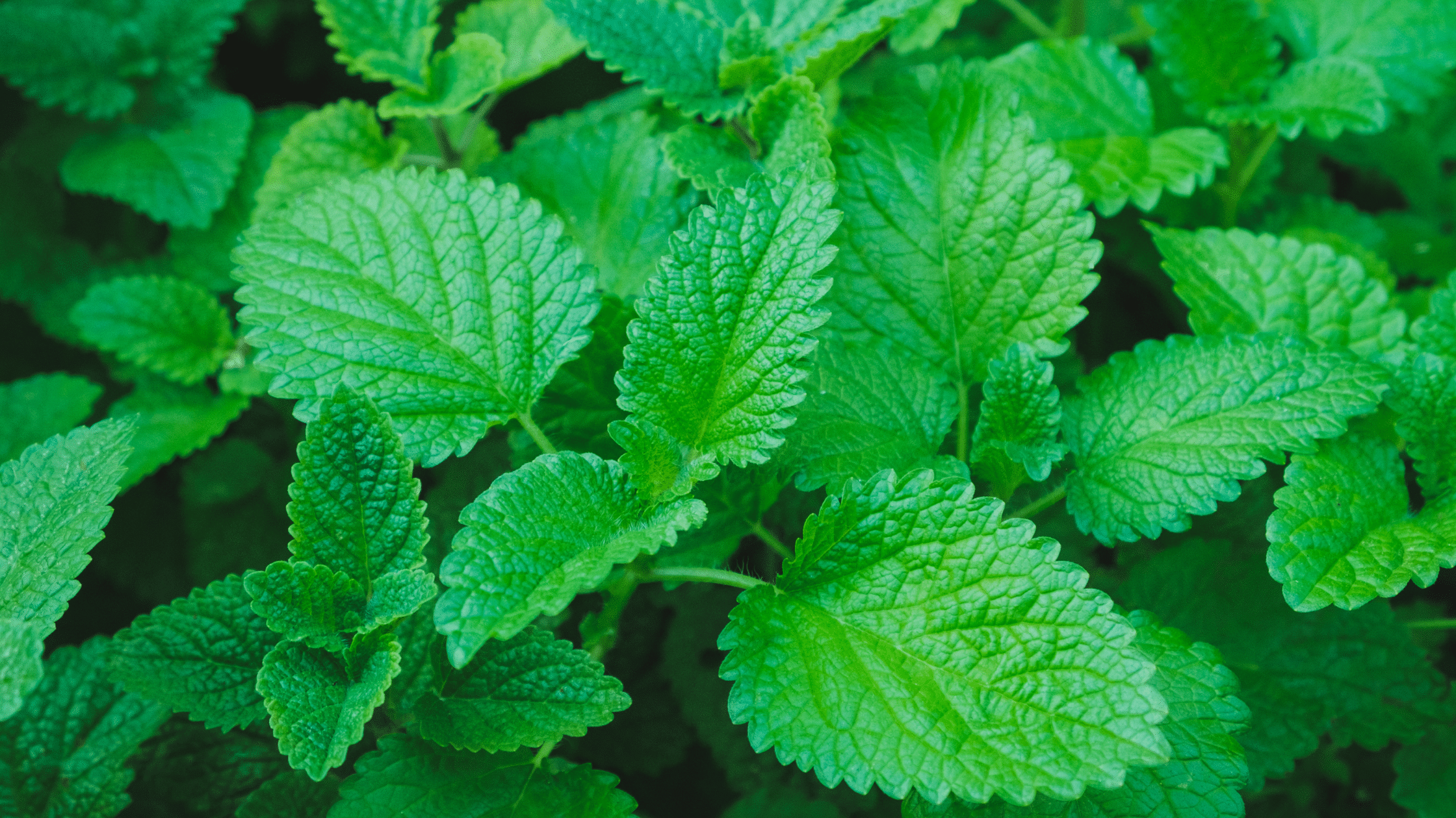 Benefits of Lemon Balm