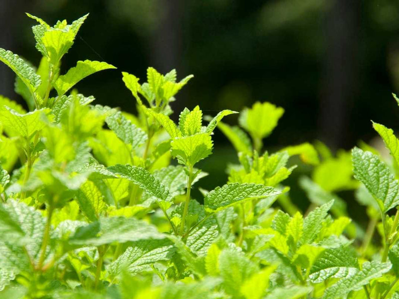 Lemon Balm