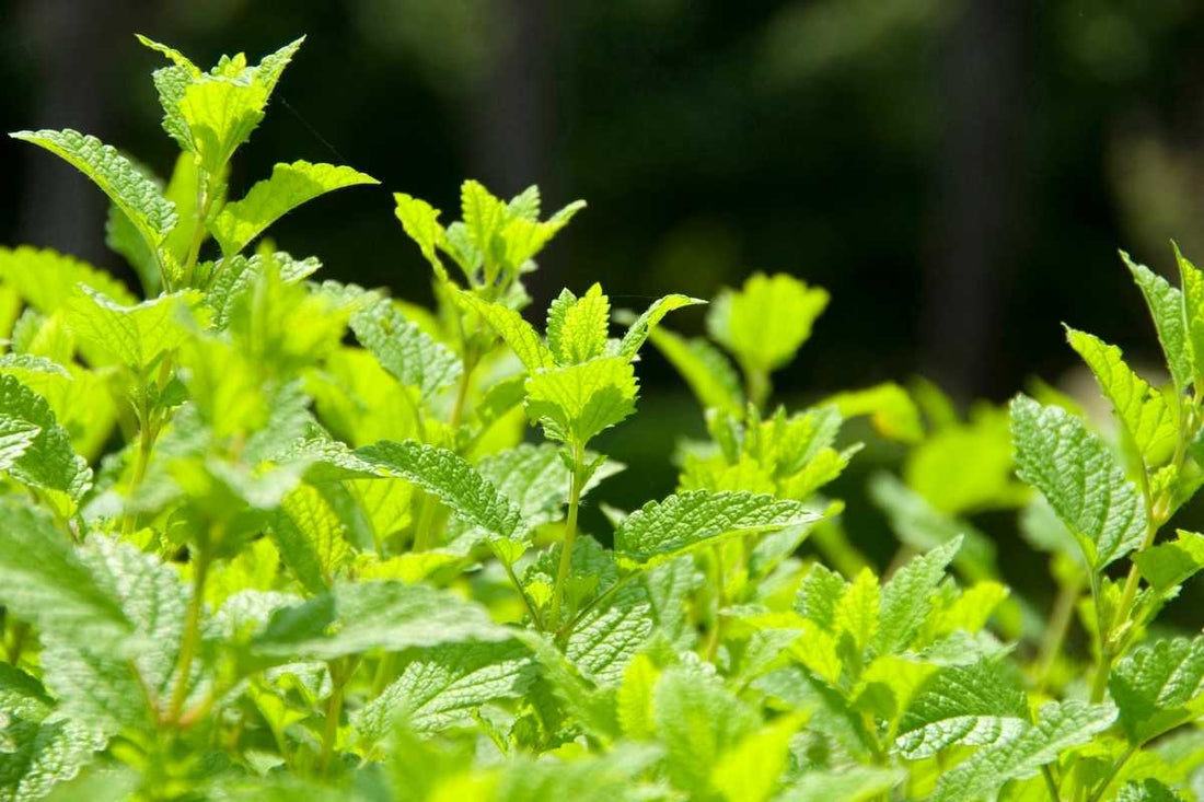 Lemon Balm