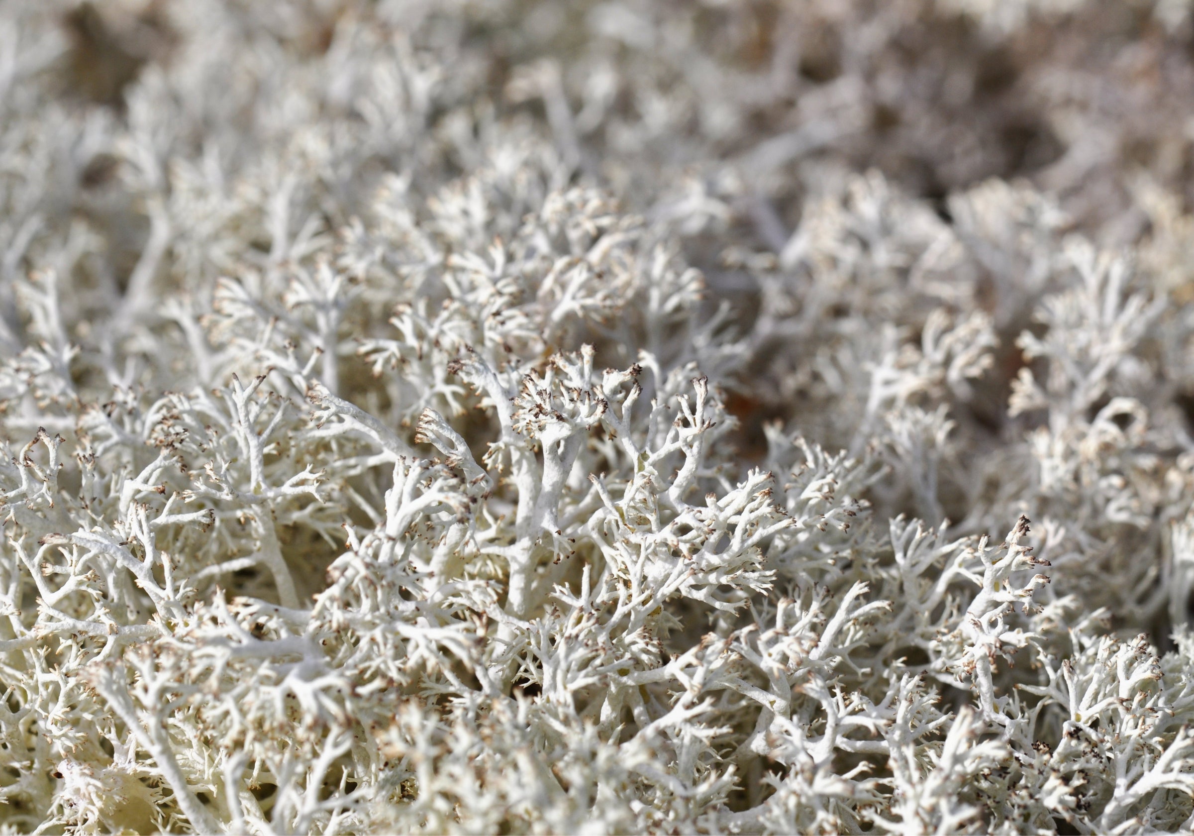 Lichen (Cladonia Rangiferina)
