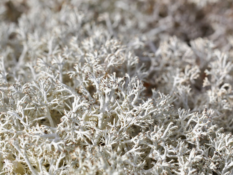 Cladonia Rangiferina (Lichen)
