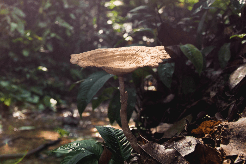 The Mighty Tiger Milk Mushroom
