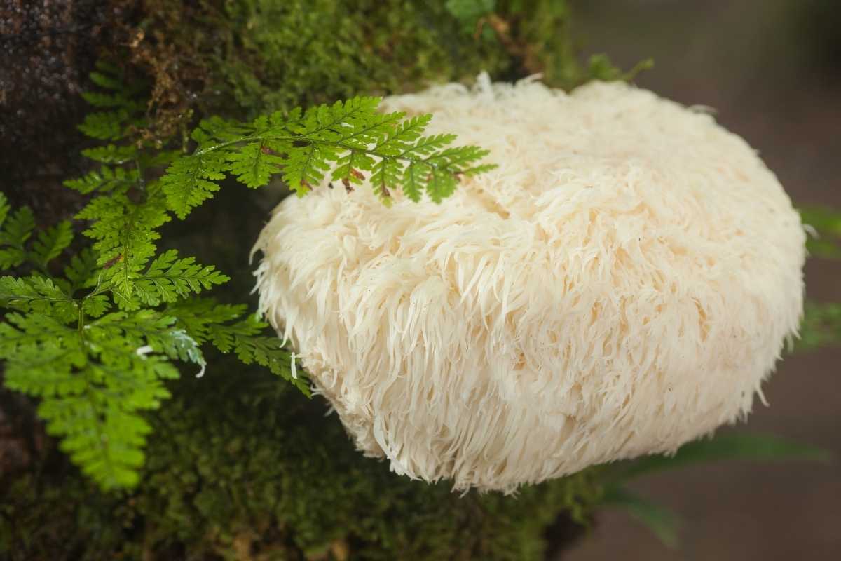 Lion’s Mane