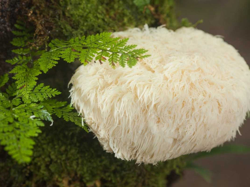 Lion’s Mane