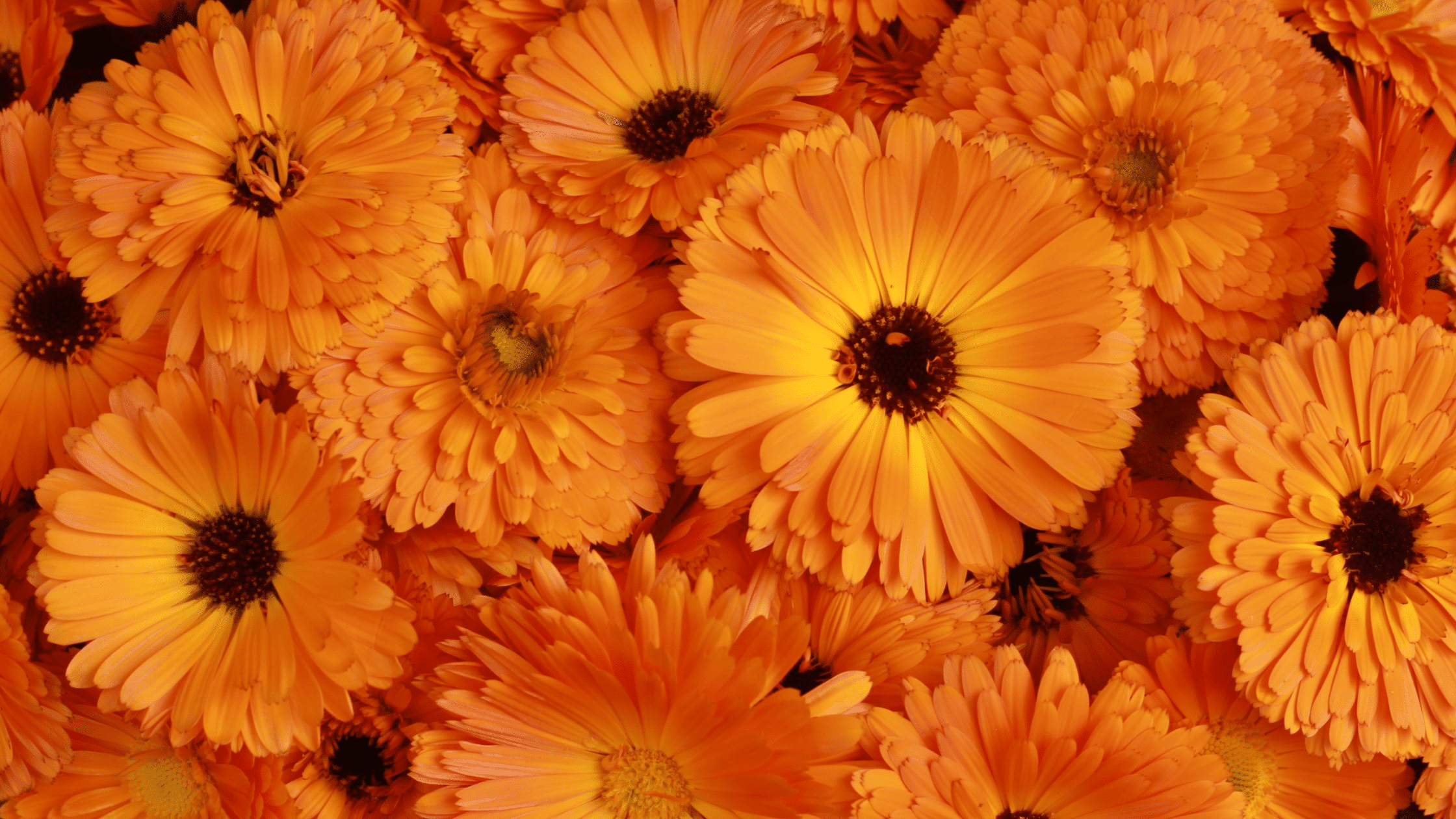 Eye health - how much lutein do I need?