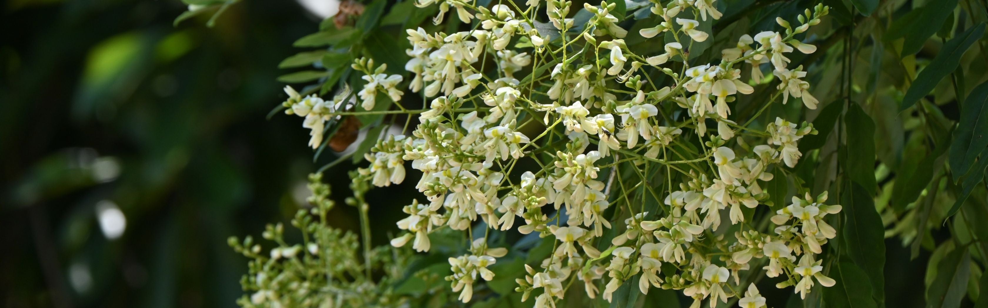 Luteolin
