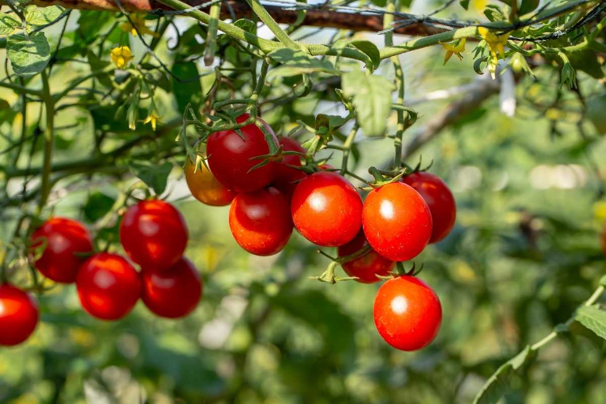 Lycopene
