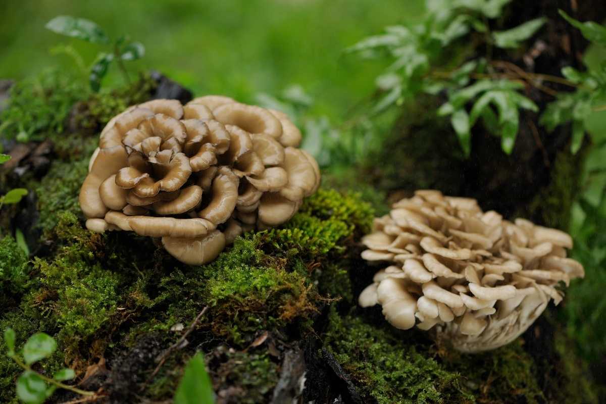 Maitake