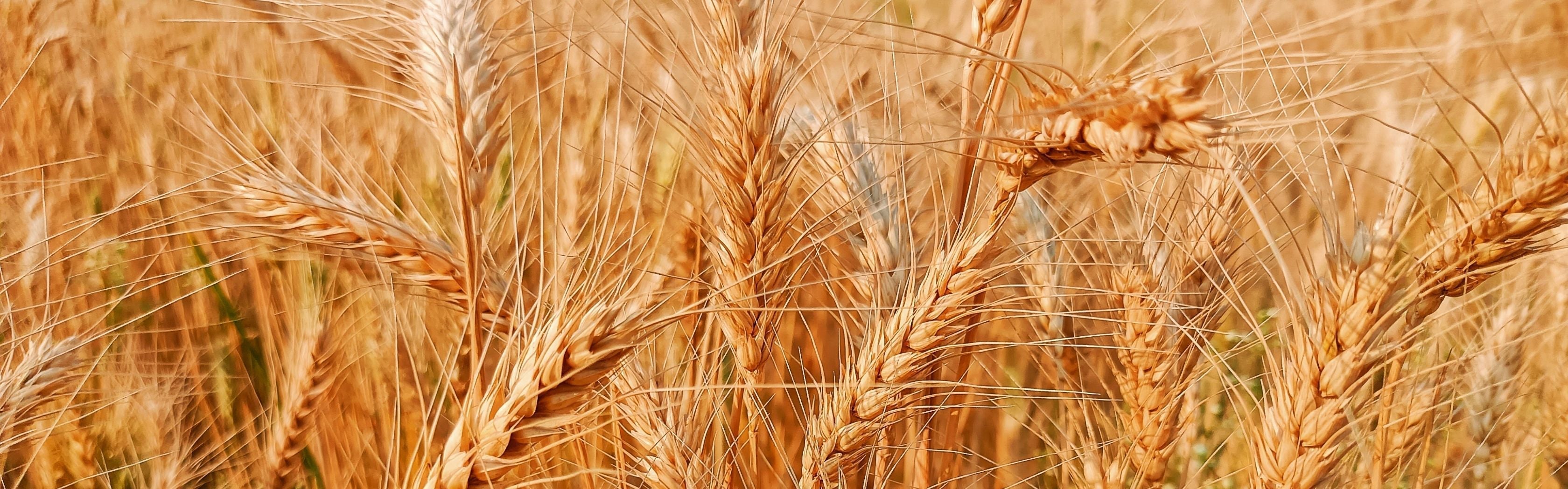 Malt Diastase