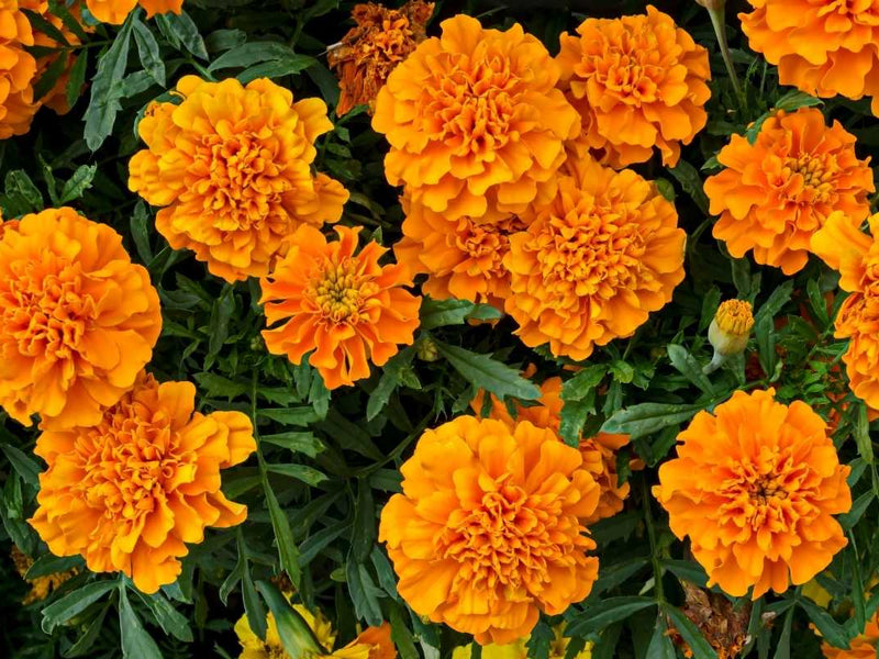 Marigold