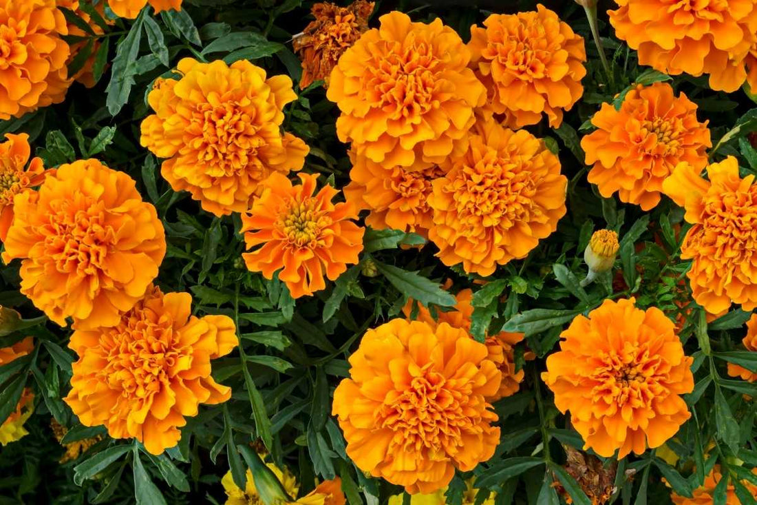 Marigold