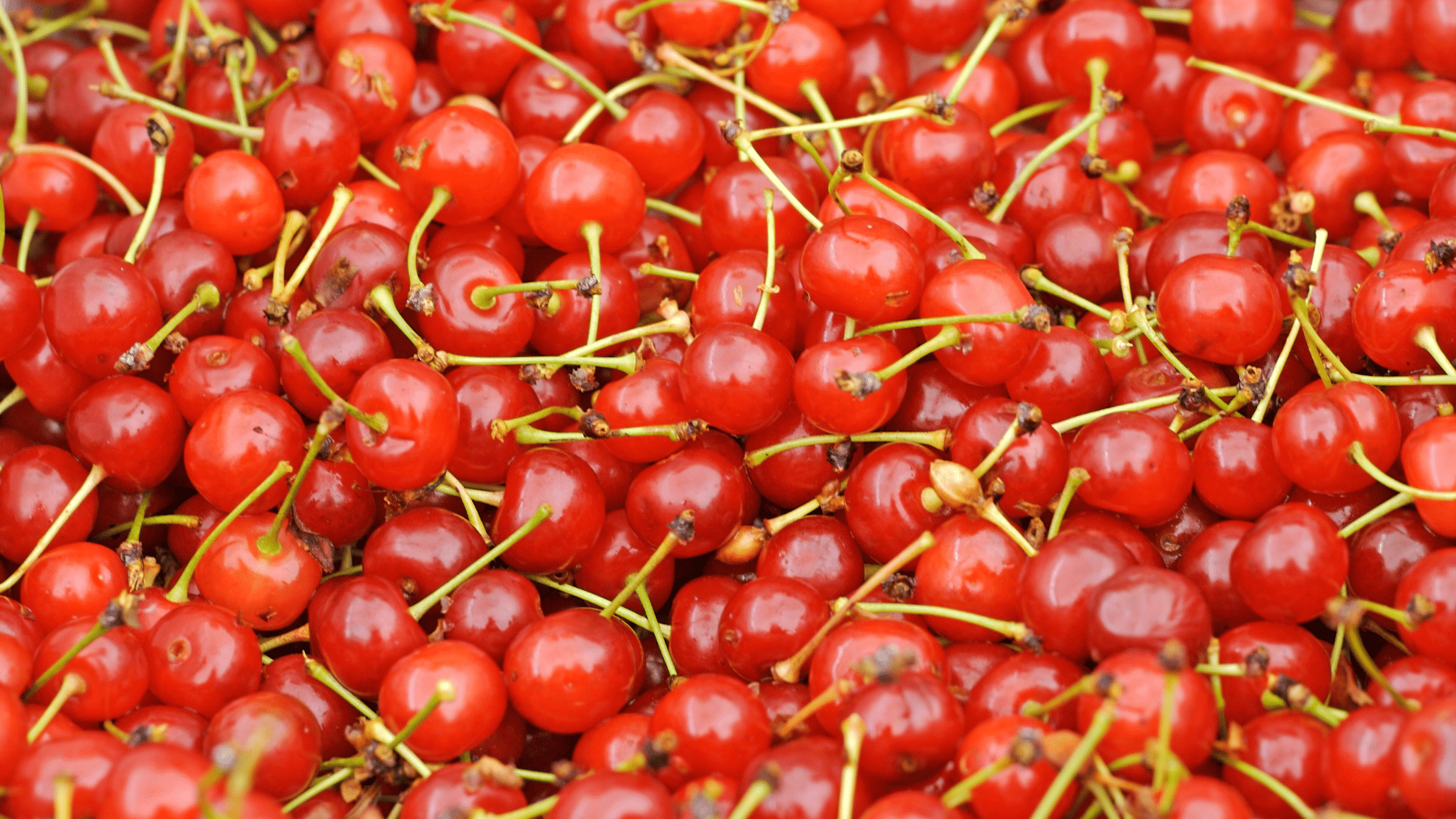 Benefits of Montmorency Cherry