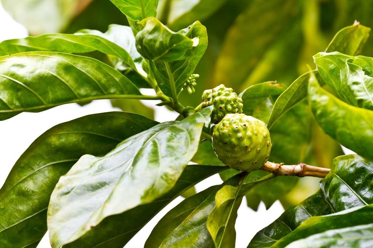 Noni Fruit