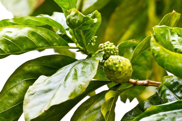 Noni Fruit