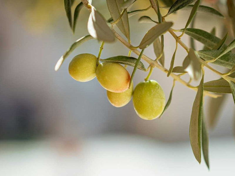 Olive Leaf