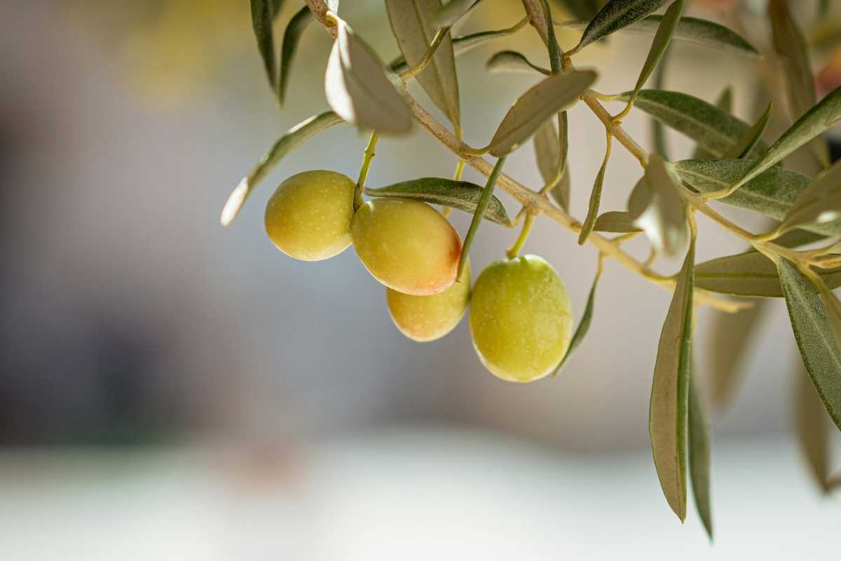 Olive Leaf