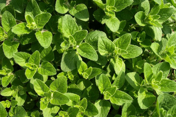 Oregano Oil