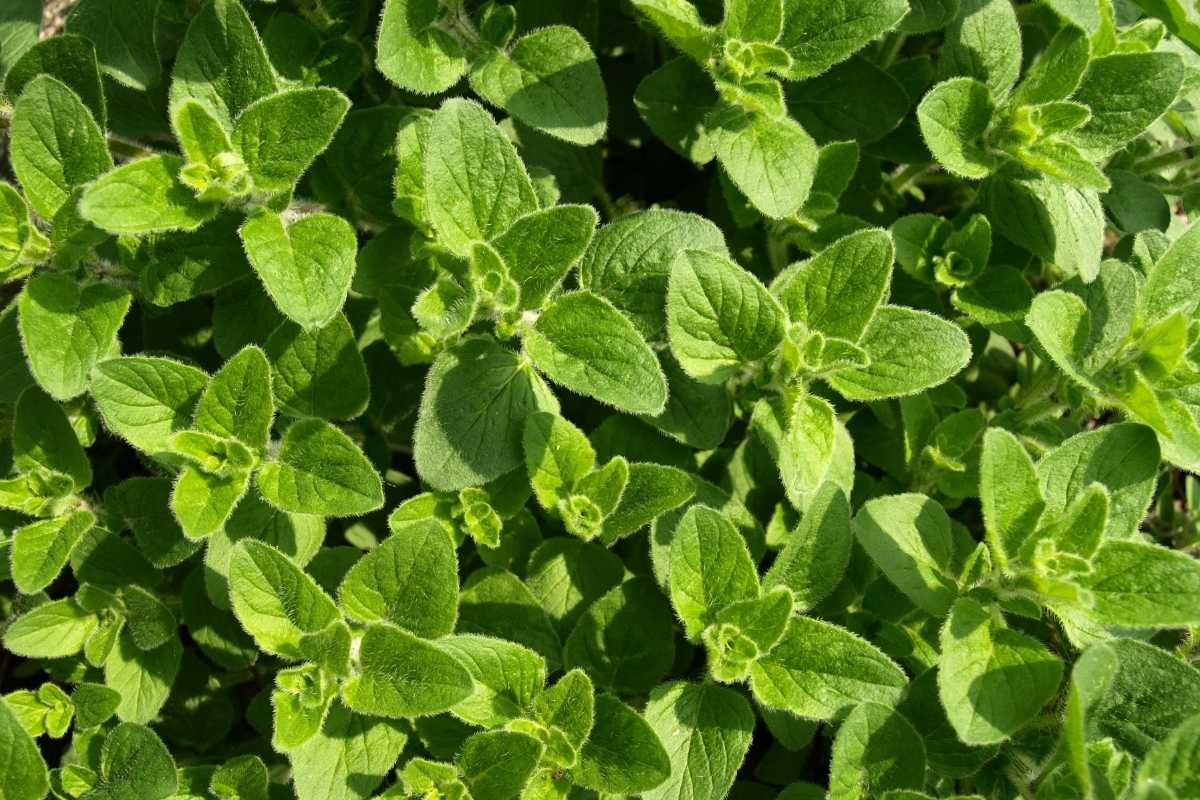 Oregano Oil
