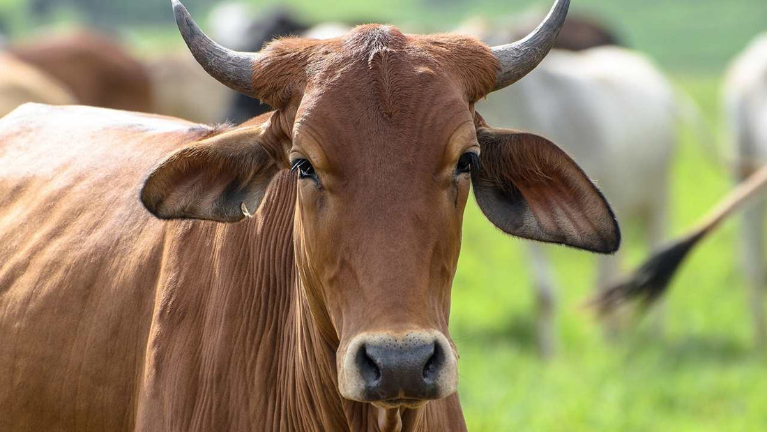 A brown horned bovine in front of a grass-fed oxen herd in a green field