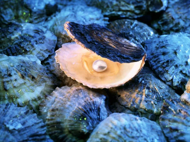 Oyster