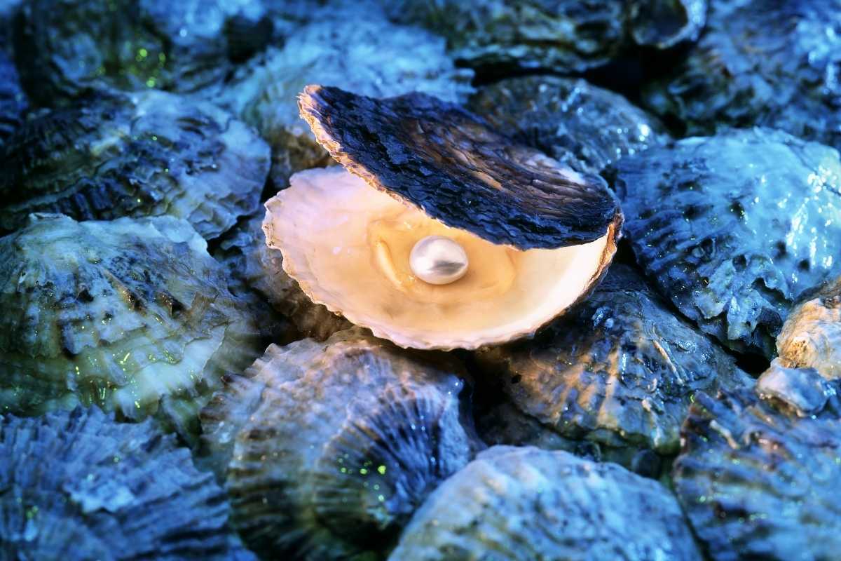 Oyster