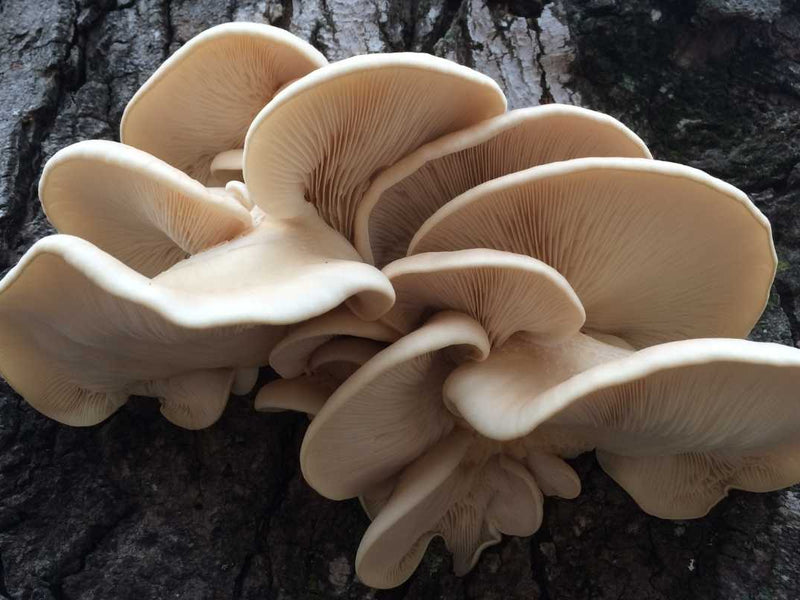 Oyster Mushroom