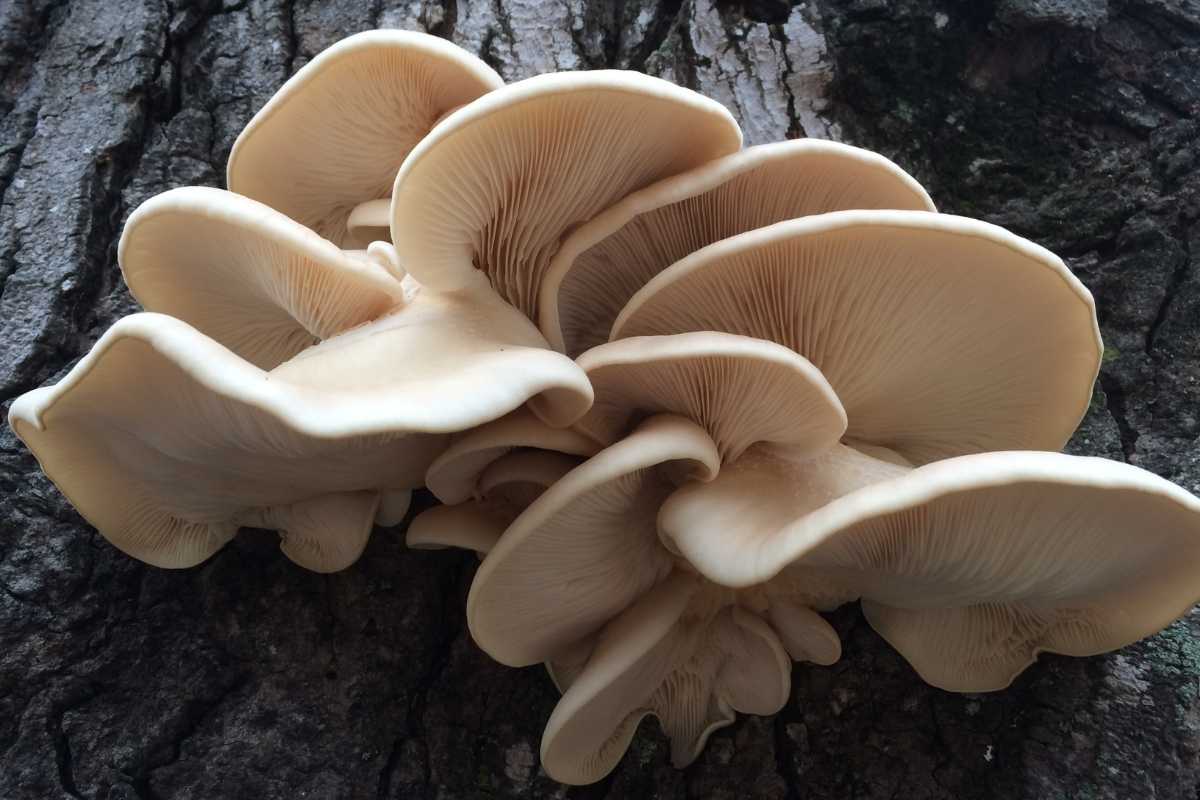 Oyster Mushroom