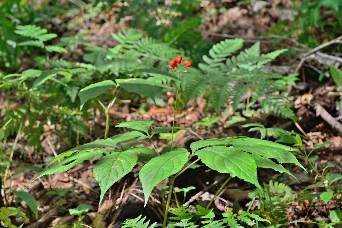 Panax Ginseng