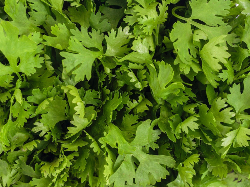 Parsley