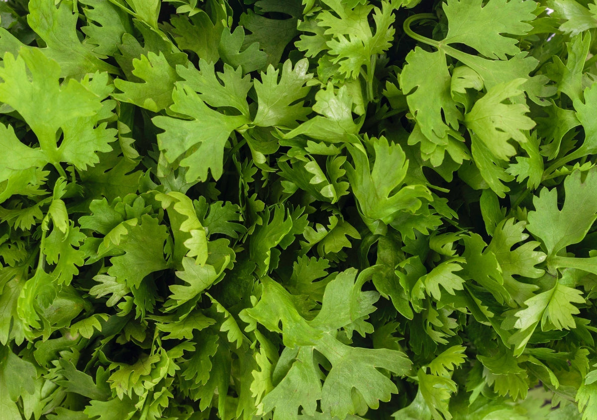 Parsley