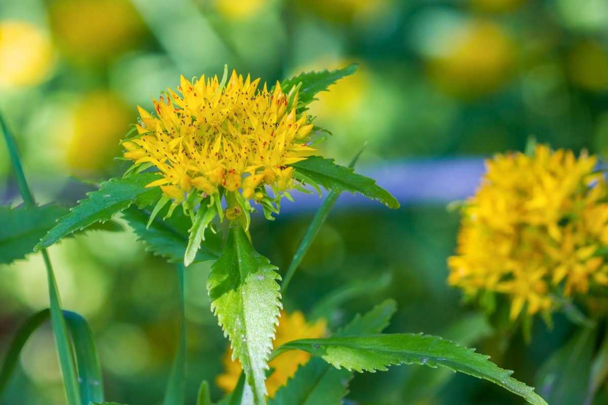 Rhodiola Rosea