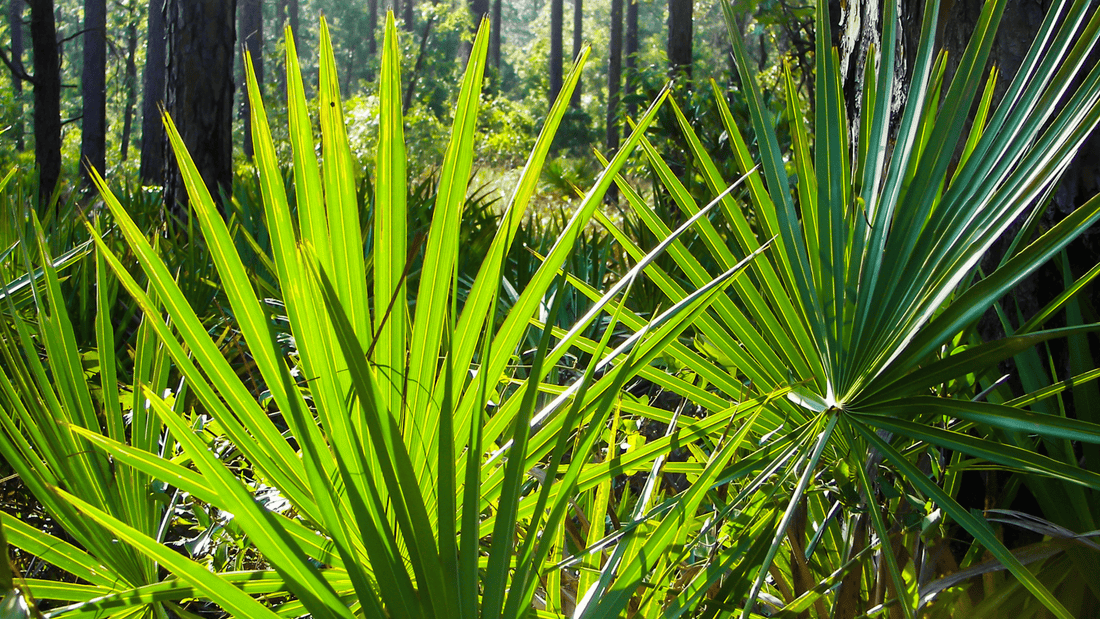 Benefits of Saw Palmetto