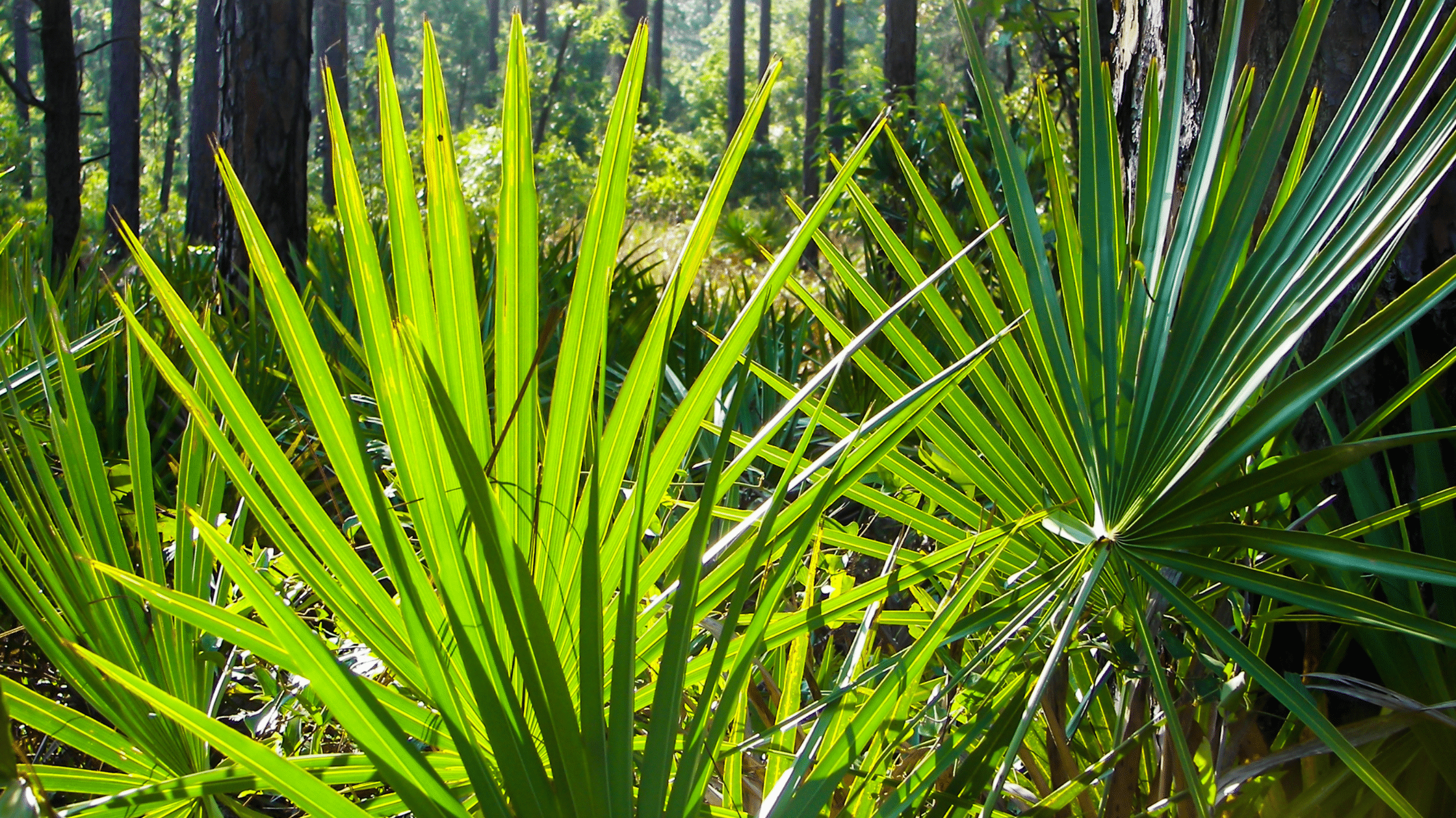 Benefits of Saw Palmetto