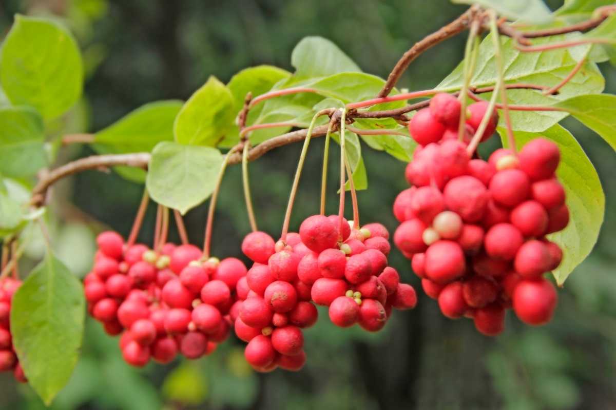 Schisandra
