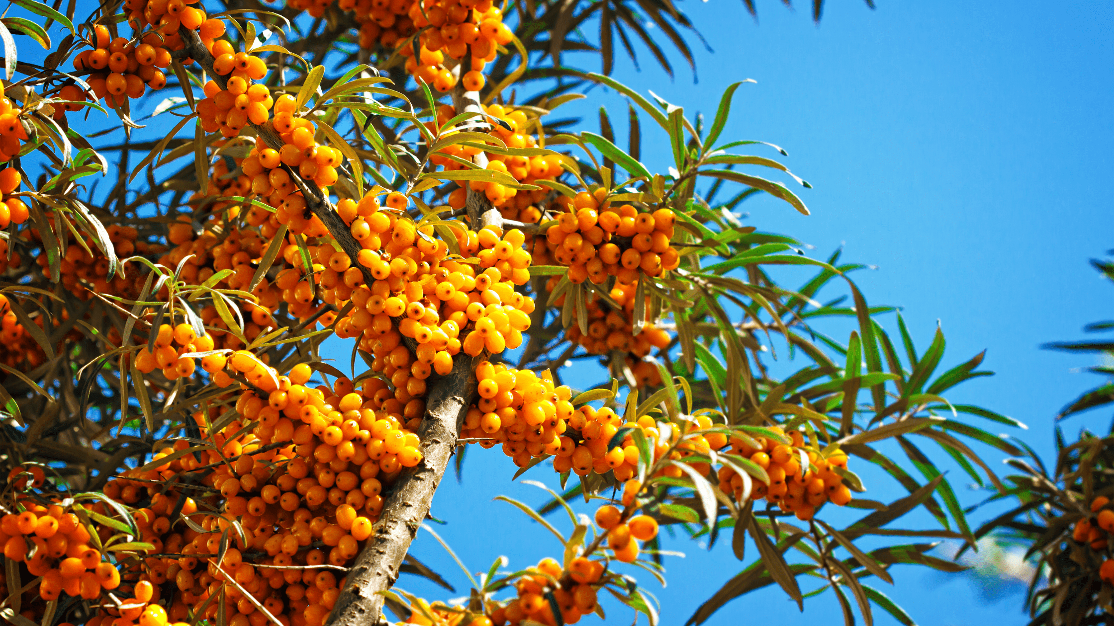 Benefits of Sea Buckthorn