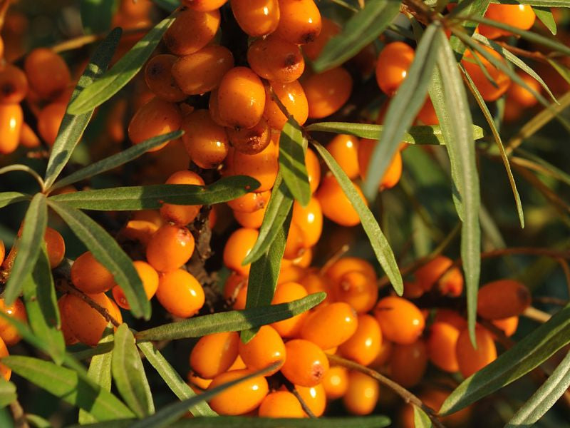 Sea Buckthorn