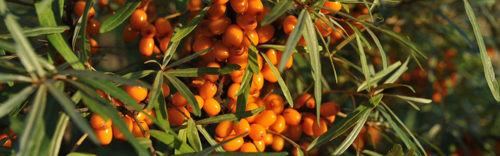 Sea Buckthorn