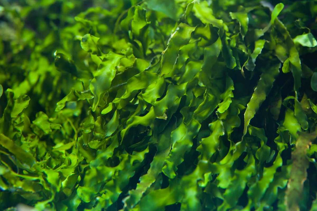 Fucoidan: Seaweed Secret to Immune Health and Longevity?