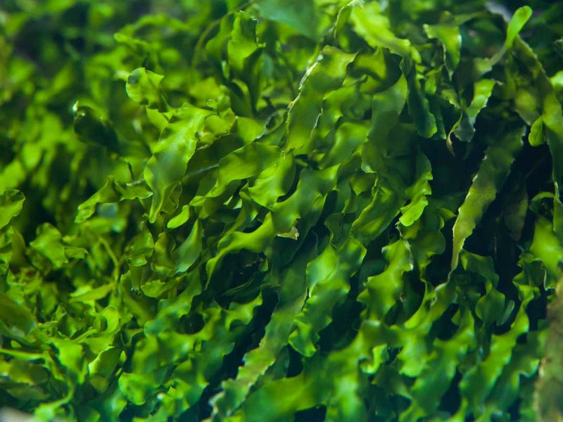 Seaweed