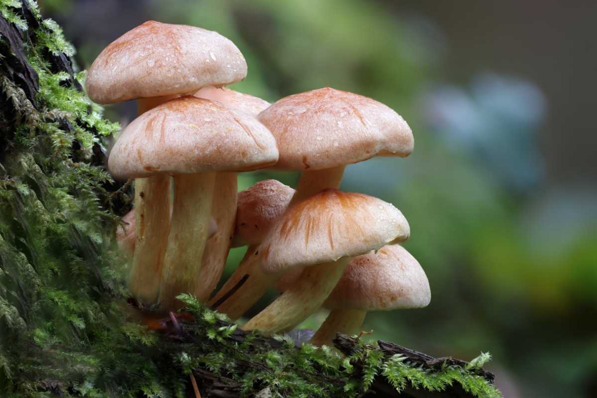 Shiitake