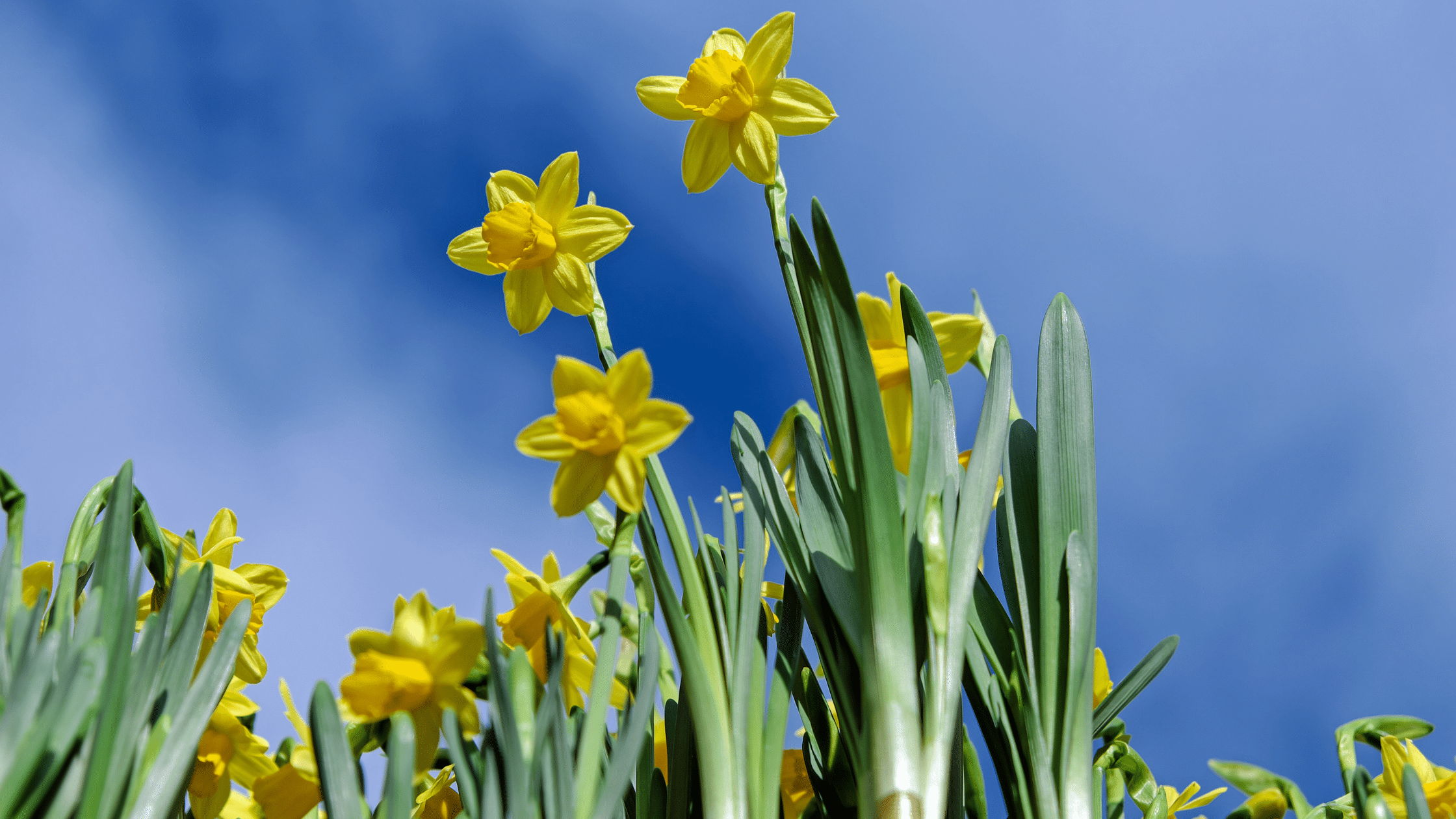 What supplements will you need this Spring?