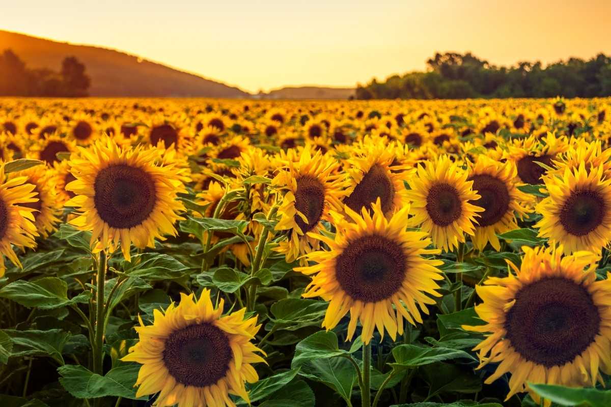 Understanding Vitamin E: Tocopherols vs. Tocotrienols